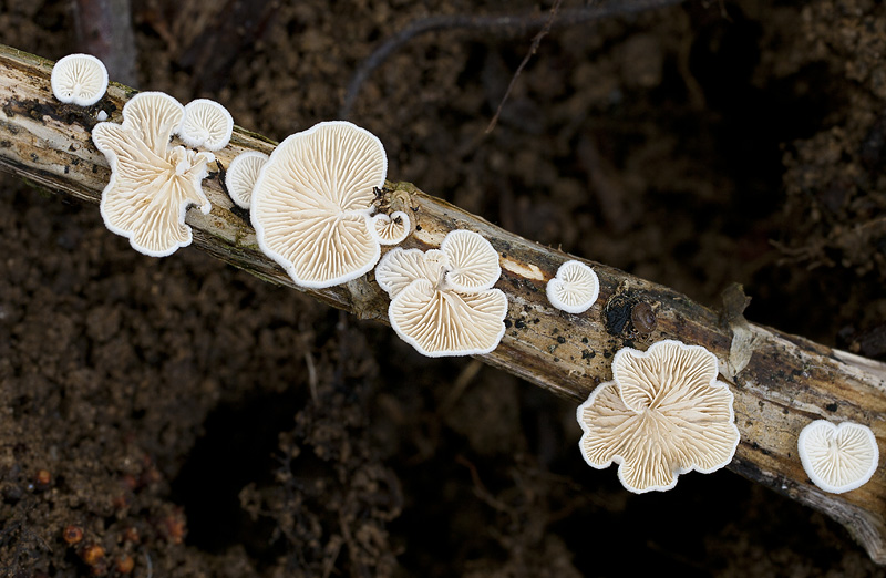 Crepidotus epibryus